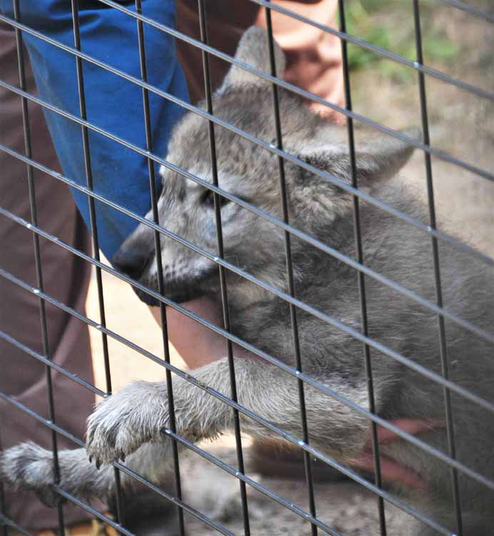 wolf pup